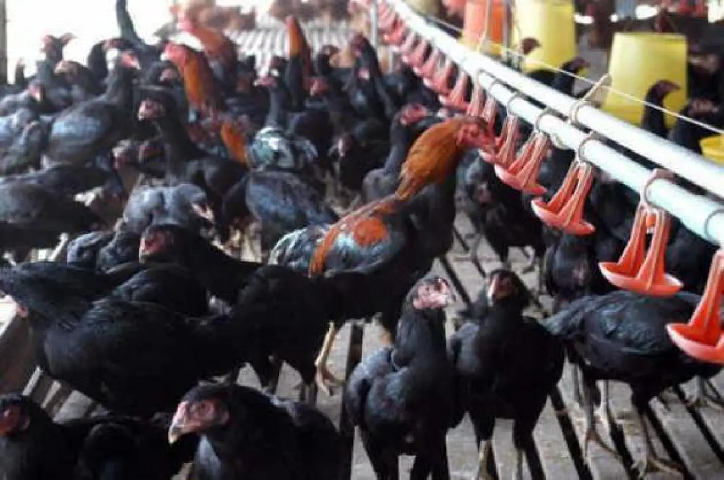 Chicken breeding company aims to take full control of supply chain