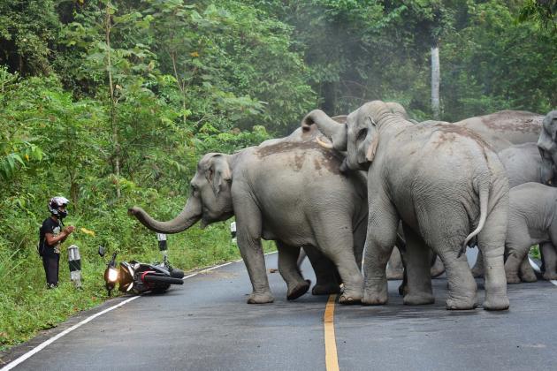 Park heads want bikers to stop herding