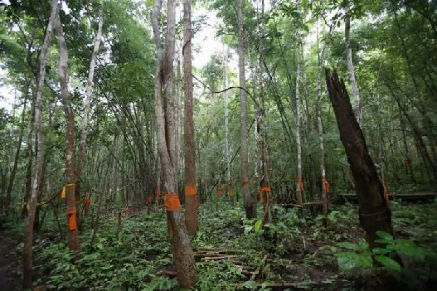 Mae Hong Son community wins forest award for 2015 Mae Hong Son community wins forest award for 2015