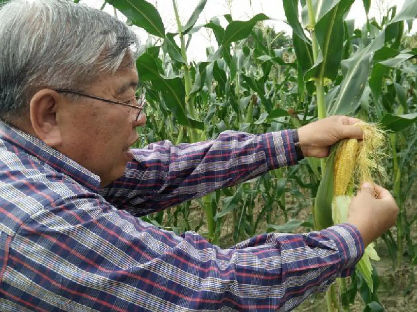 An organic farm in Phuket offers sweet corn, rice, vegetables and a whole lot more