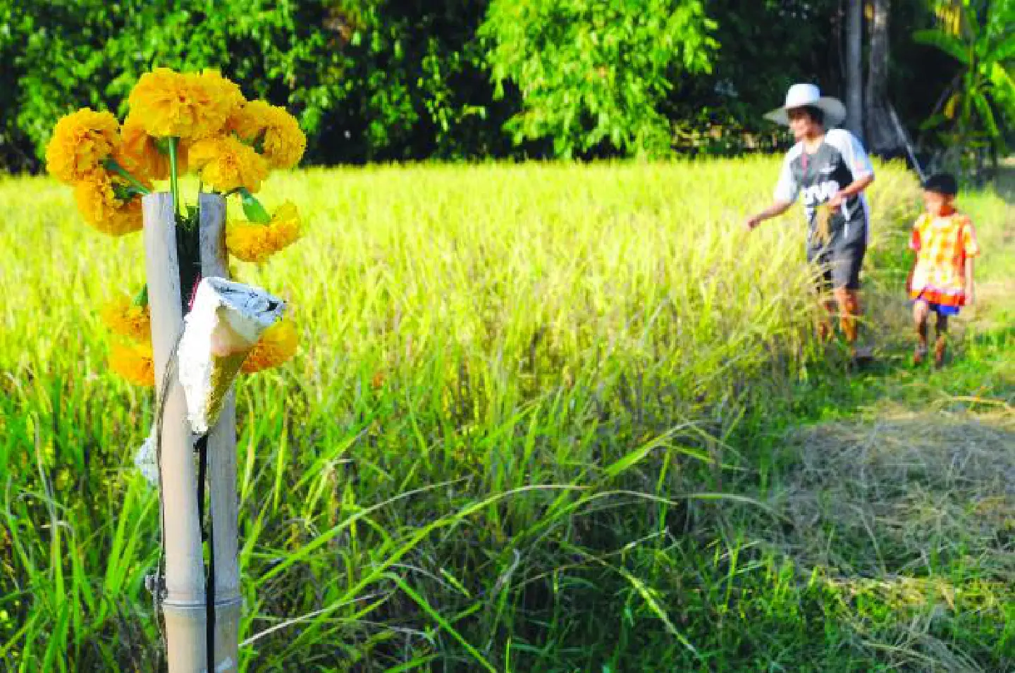 The heavy burden of farm life after pledging scheme The heavy burden of farm life after pledging scheme