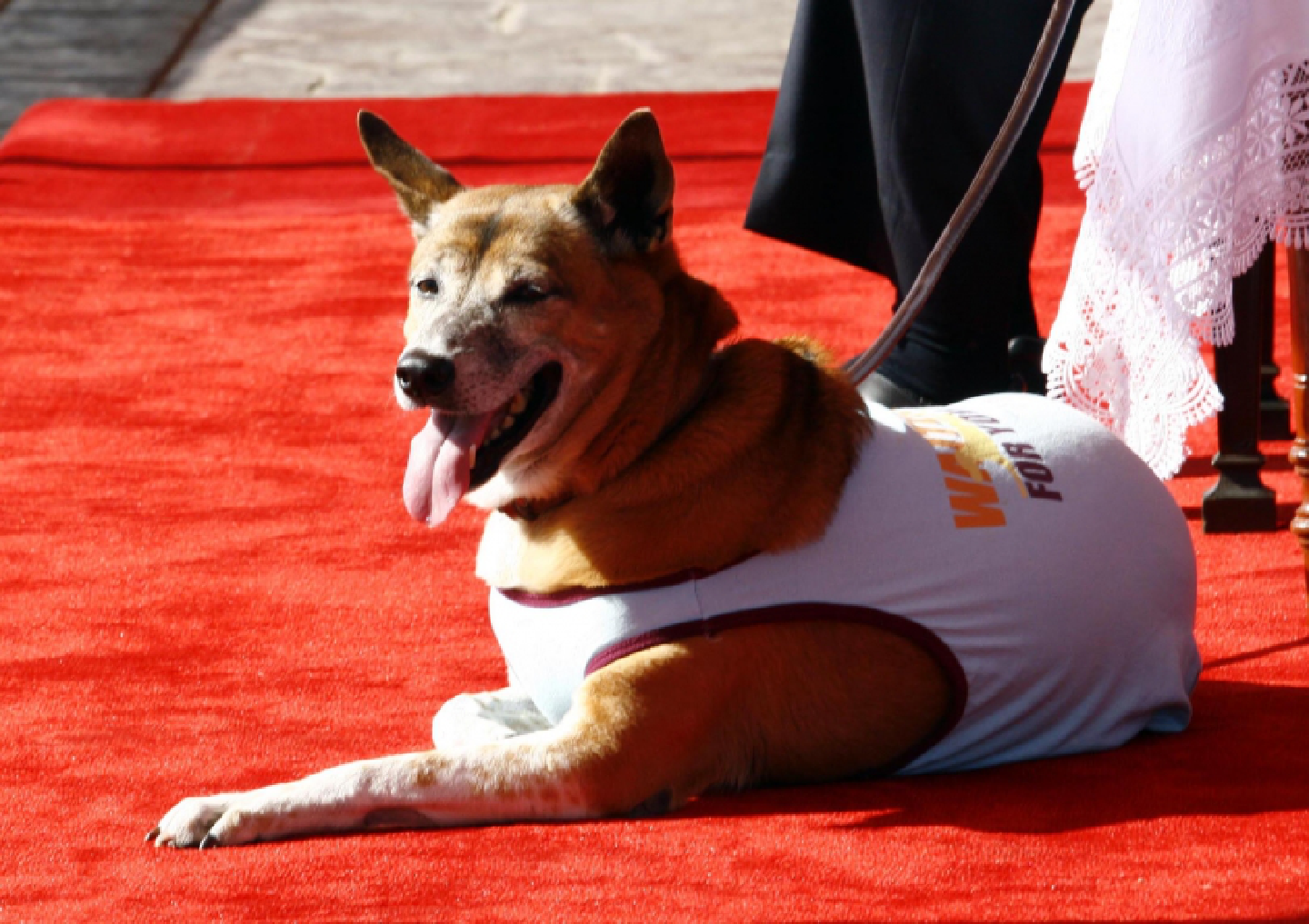King’s dog Tongdaeng dies of old age King’s dog Tongdaeng dies of old age