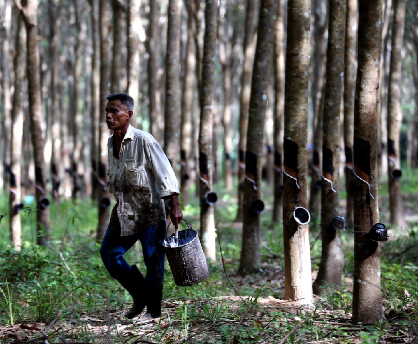 Prayut shuns rubber farmers’ bid for help Prayut shuns rubber farmers’ bid for help