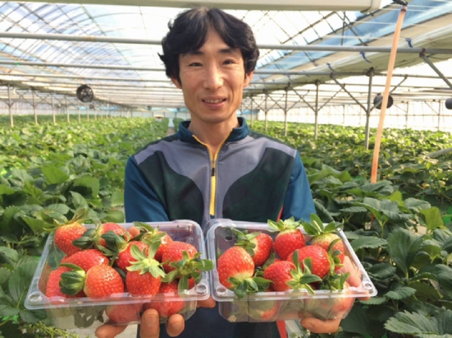 Making merry with a berry
