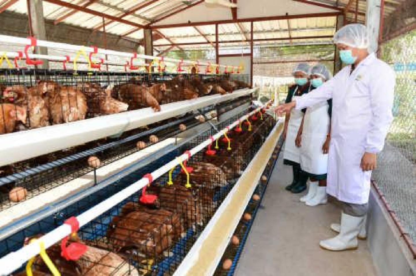 Layer-hen project extended to tackle nutrition deficiency Layer-hen project extended to tackle nutrition deficiency