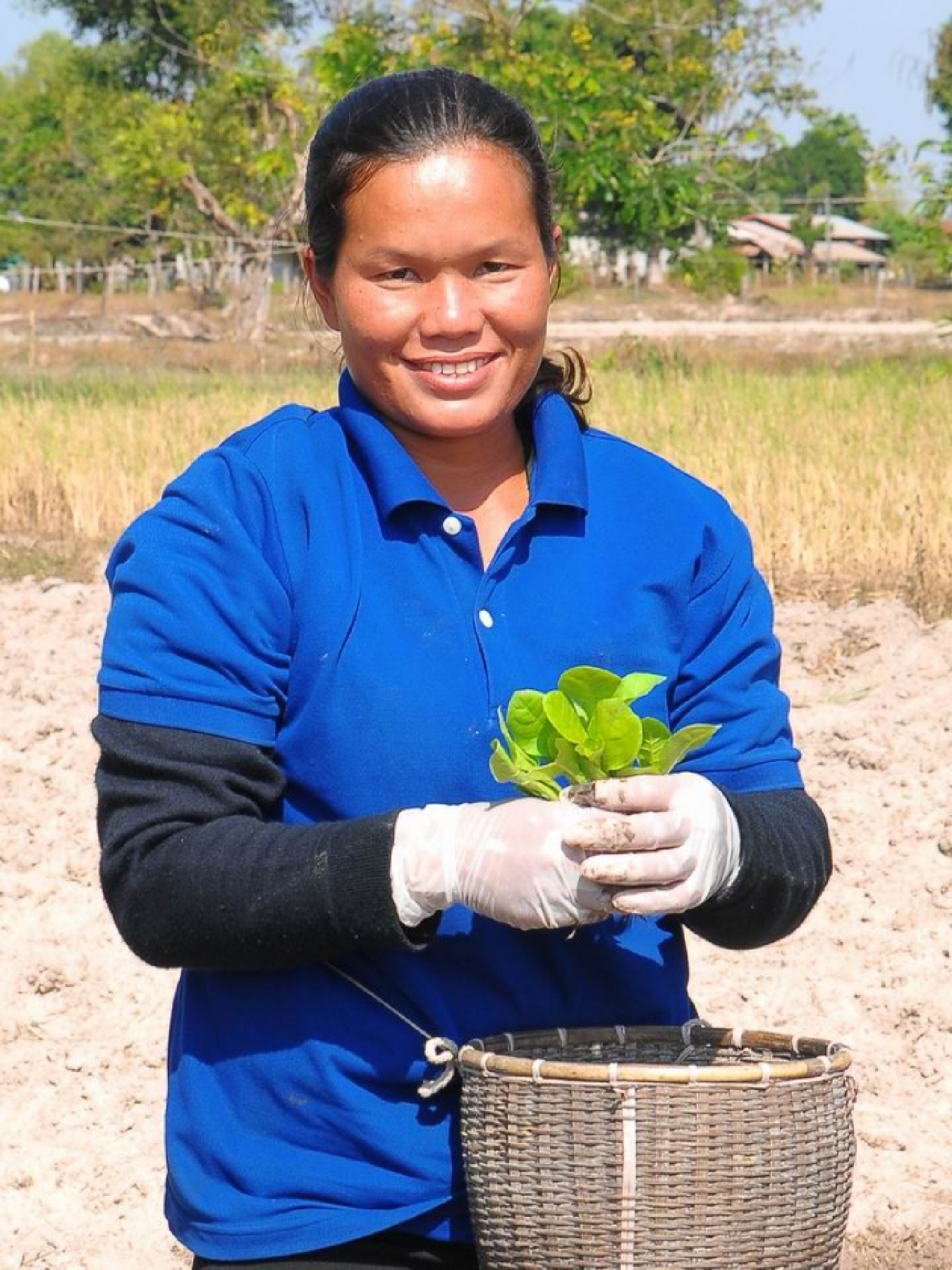 Labour practices a big inducement for Thai tobacco growers Labour practices a big inducement for Thai tobacco growers