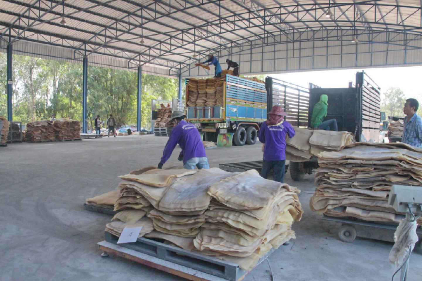 Farmers slow to join rubber-buying scheme Farmers slow to join rubber-buying scheme