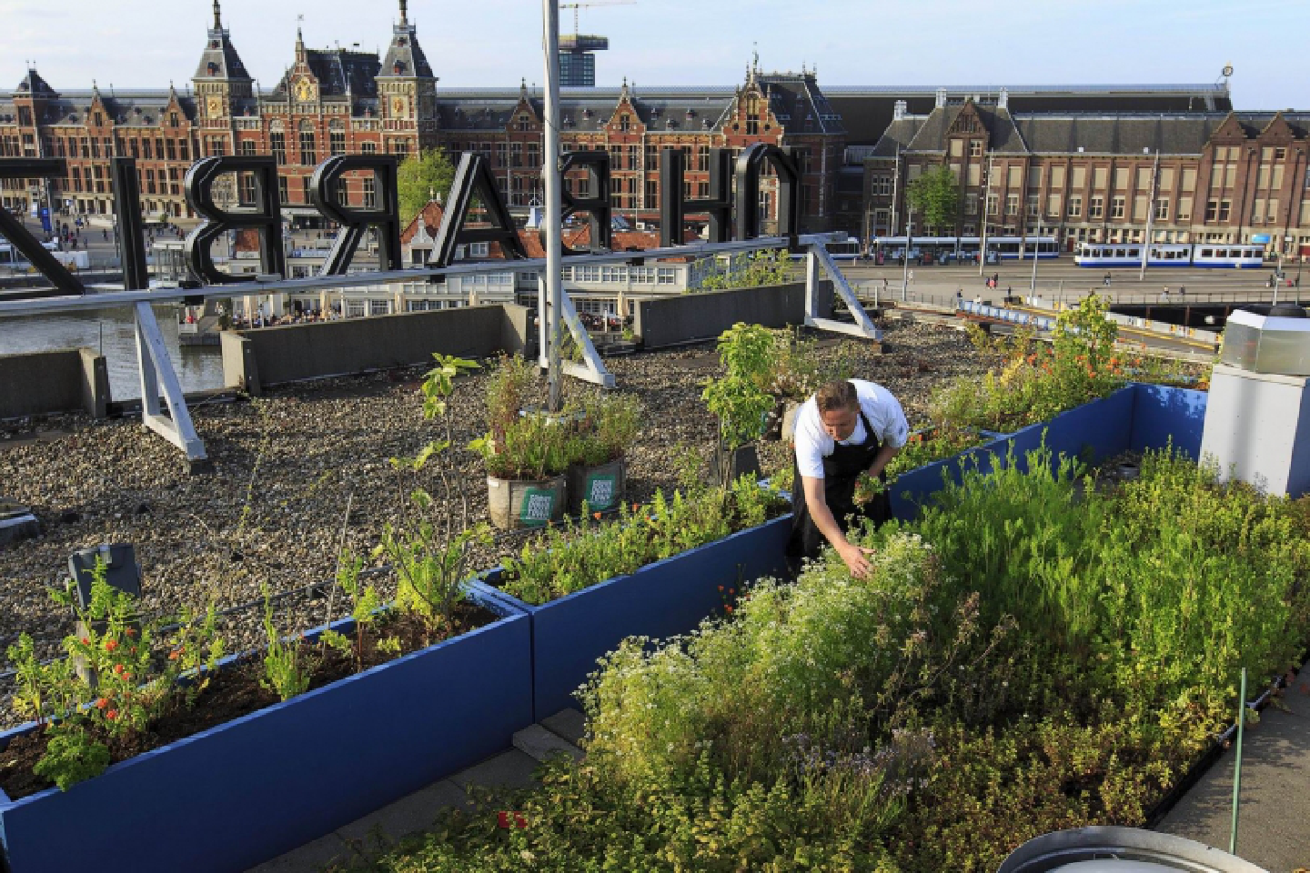 Urban farming takes on more important role worldwide Urban farming takes on more important role worldwide