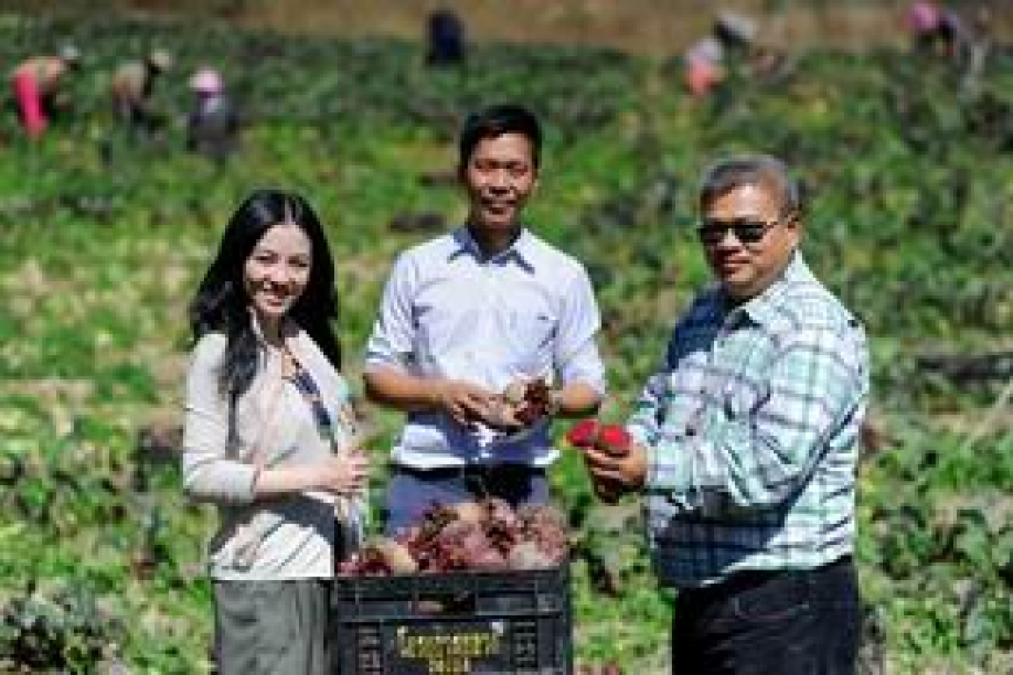 Catering the supply of fruits and vegetables to market demands Catering the supply of fruits and vegetables to market demands