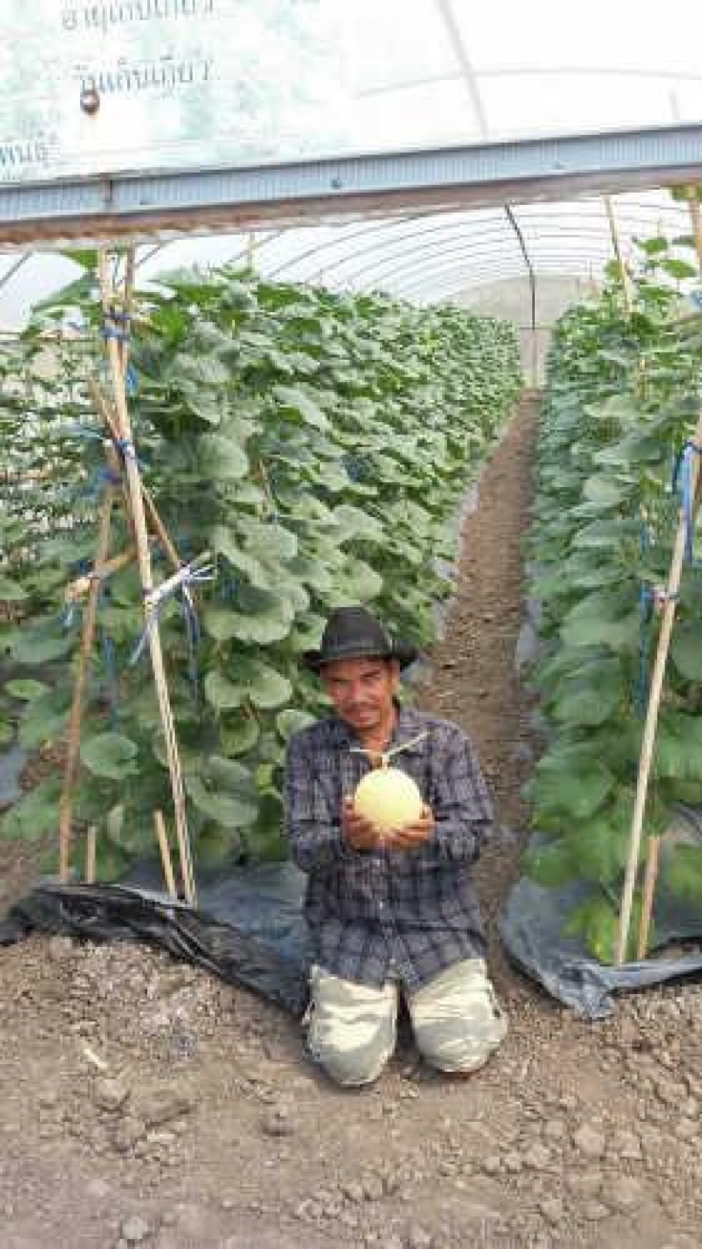 Rice farmer’s switch to melon farming bears fruit Rice farmer’s switch to melon farming bears fruit