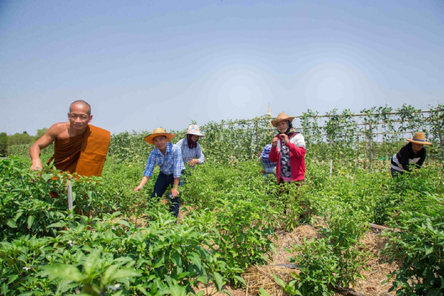 Monk and retail giant inspire new crops for dry northeast Monk and retail giant inspire new crops for dry northeast