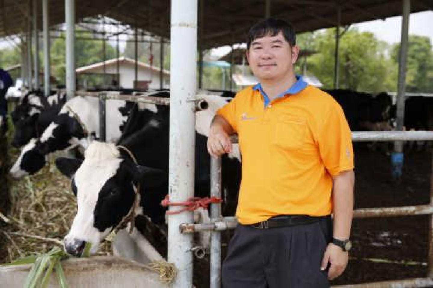 Dutch giant to make dairy farming an attractive prospect Dutch giant to make dairy farming an attractive prospect