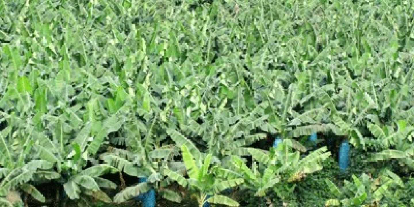 Banana plantation study in Laos shows negative impacts Banana plantation study in Laos shows negative impacts