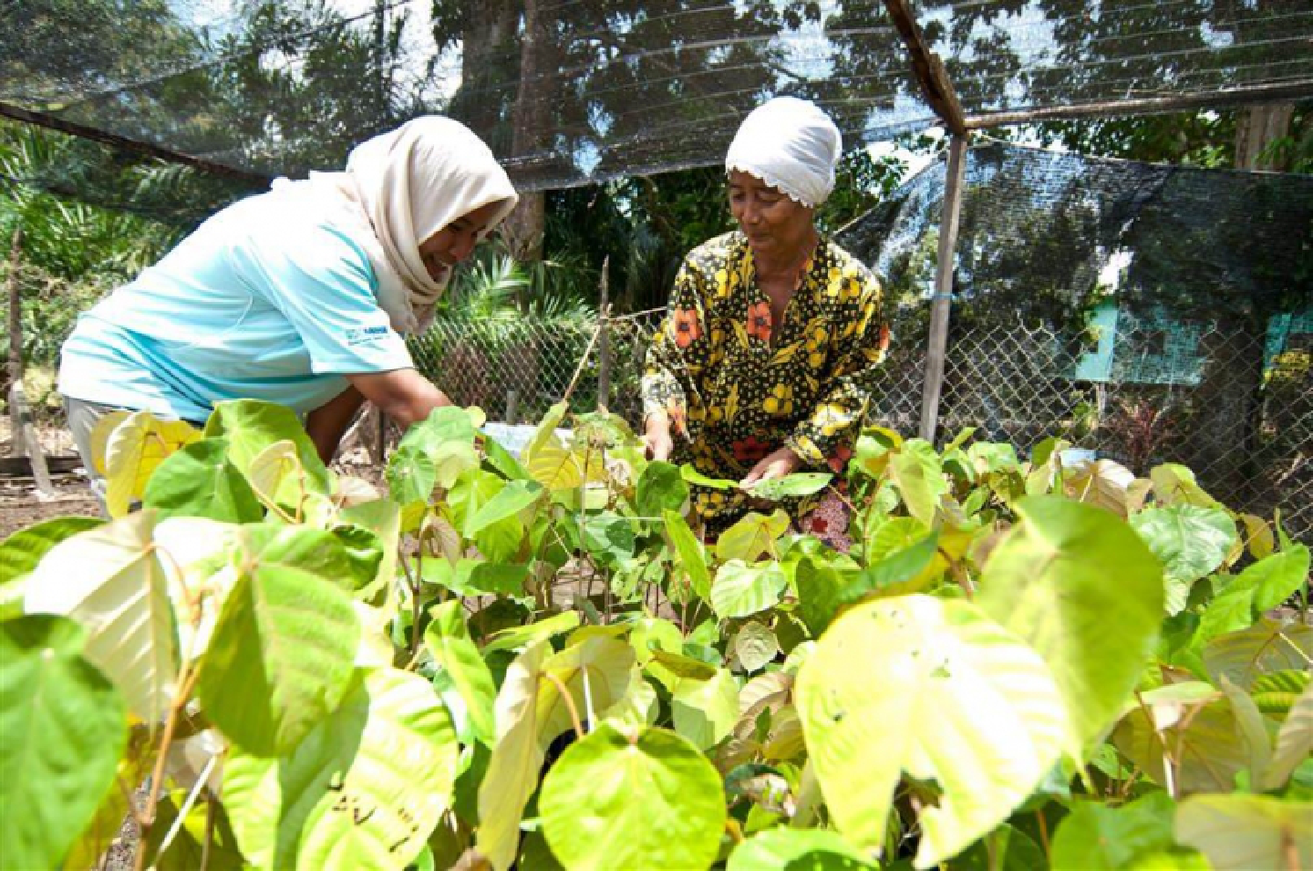Restoring Sabah forests with tree planting Restoring Sabah forests with tree planting