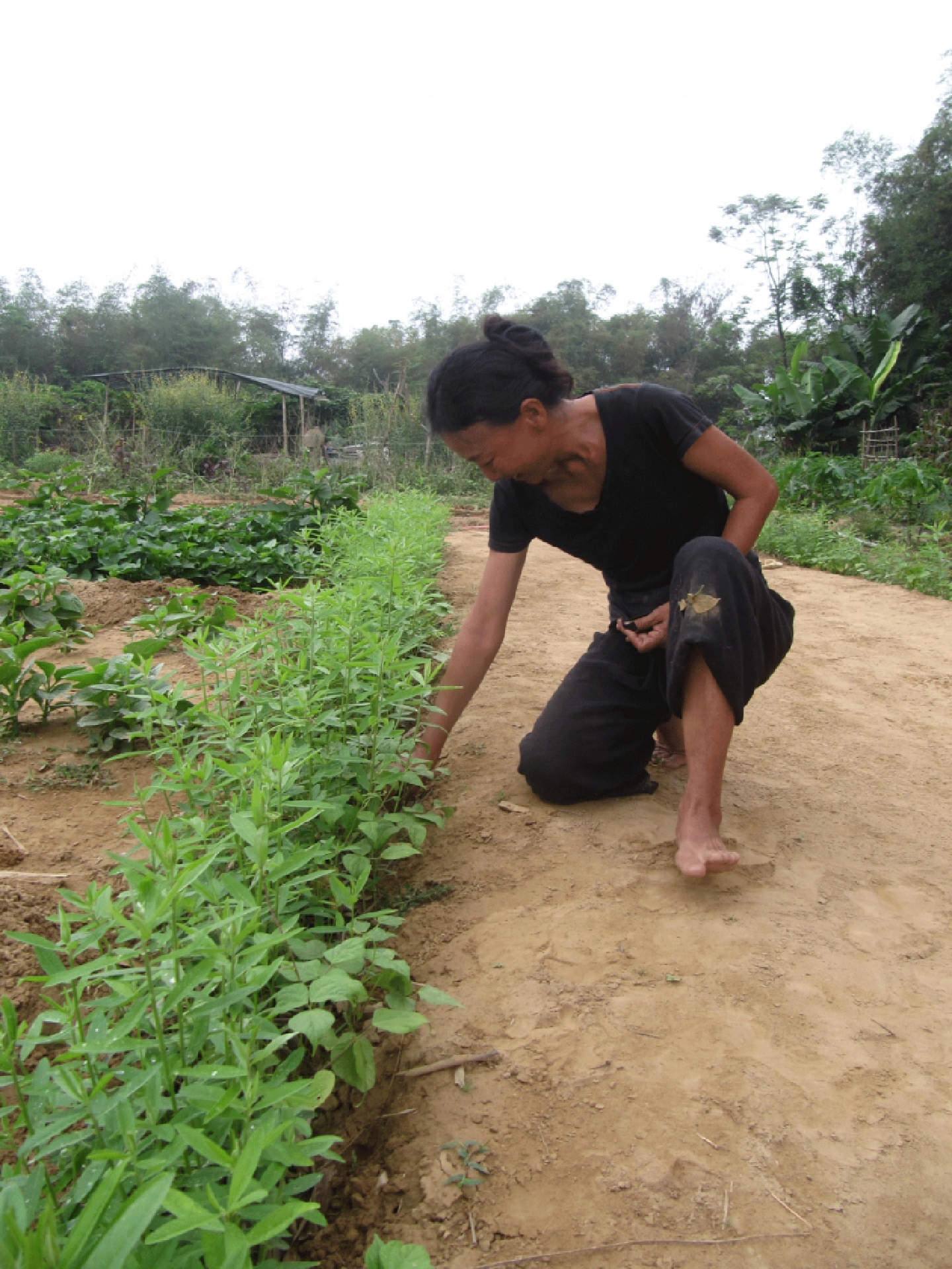 Organic farm revives old style gardening Organic farm revives old style gardening