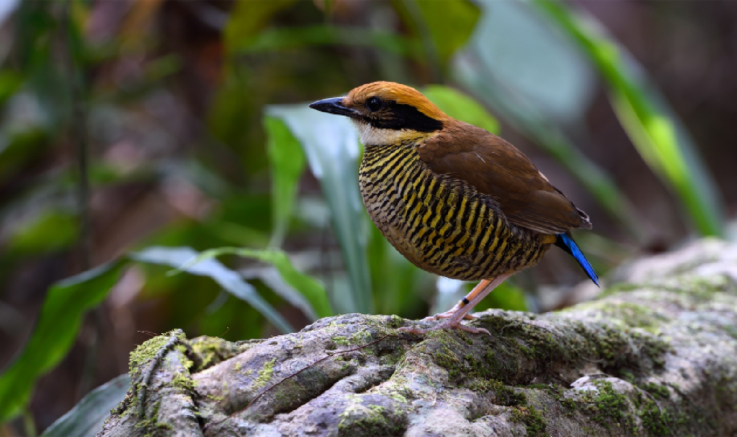 Surprise last chance for the critically endangered bird in Thailand