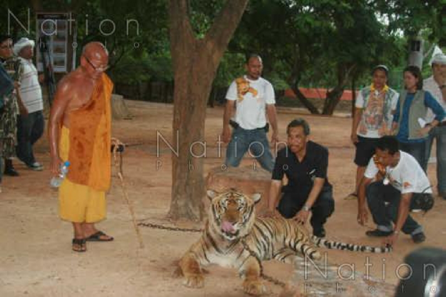 ‘Tiger temple’ gets zoo licence ‘Tiger temple’ gets zoo licence