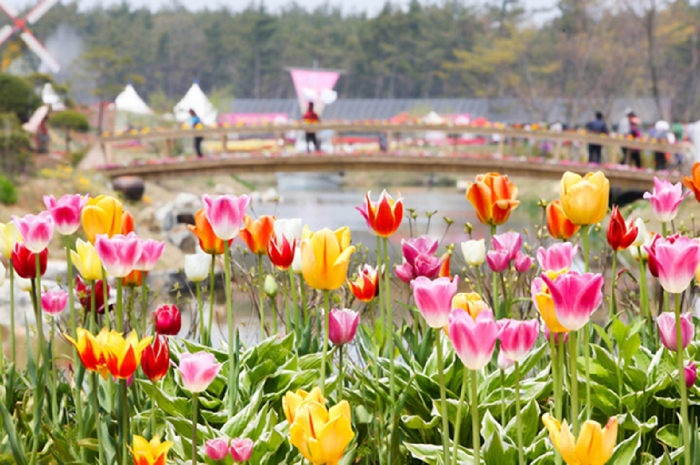 Taean Tulip Festival