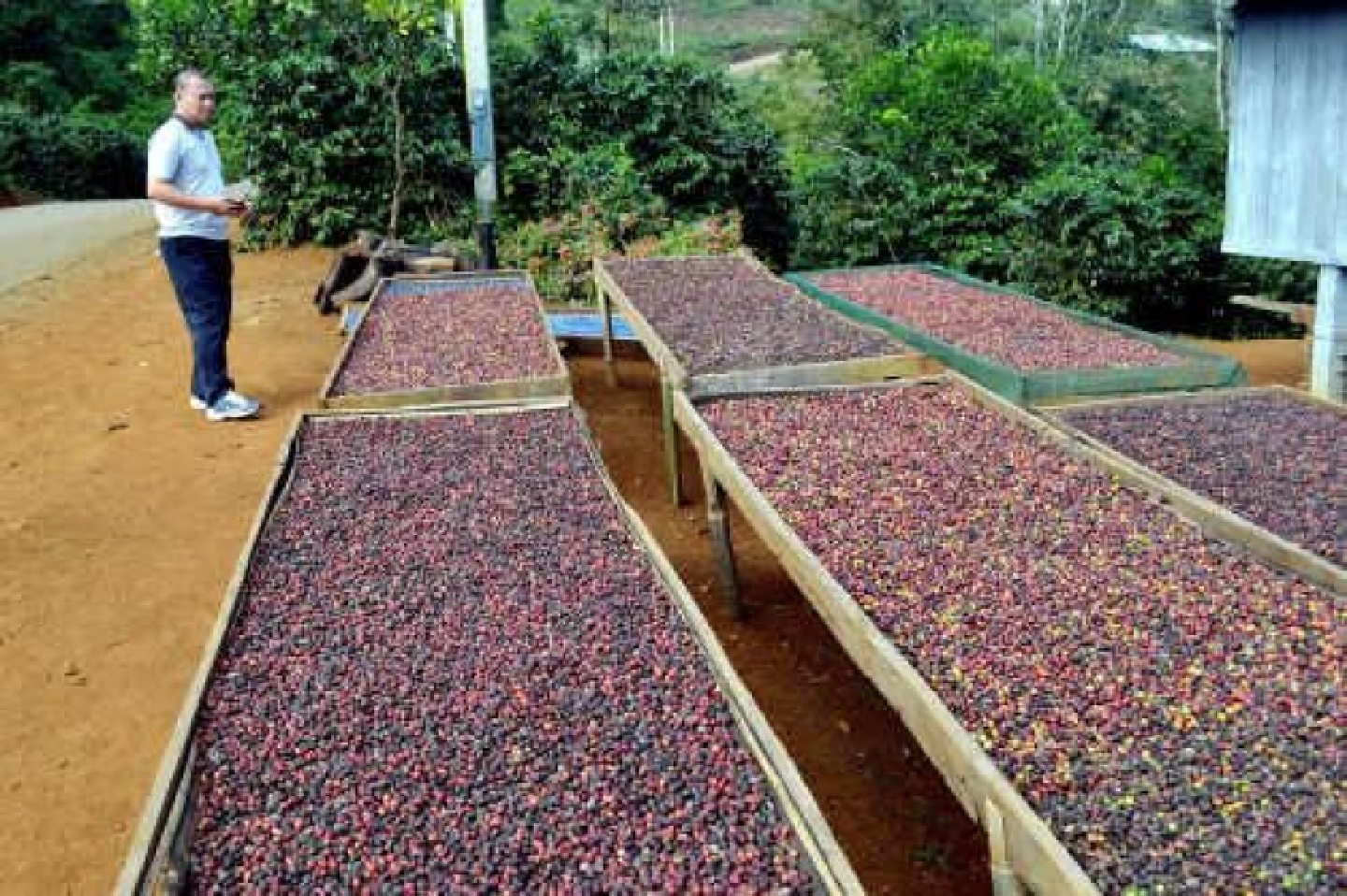 Laos to boost coffee value with GI certification Laos to boost coffee value with GI certification