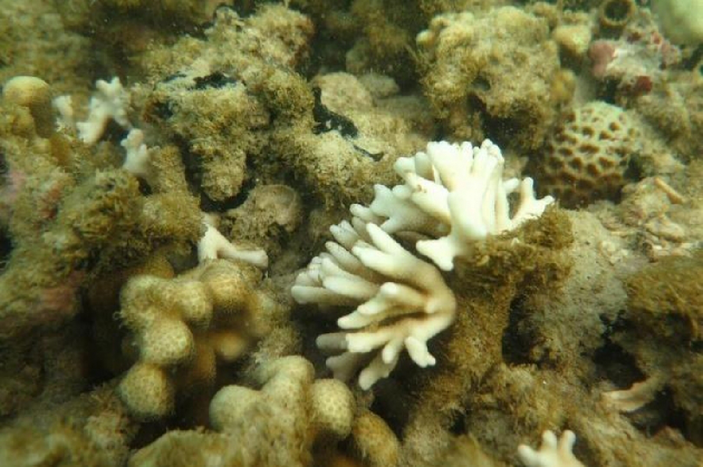 Severe coral bleaching threatens popular Phi Phi dive spots Severe coral bleaching threatens popular Phi Phi dive spots
