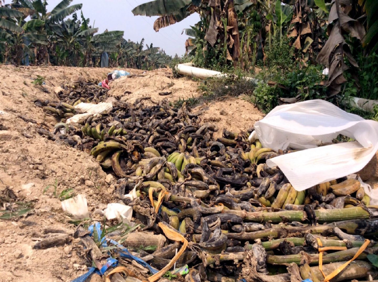 Chinese-owned banana plantations take their toll amid water scarcity