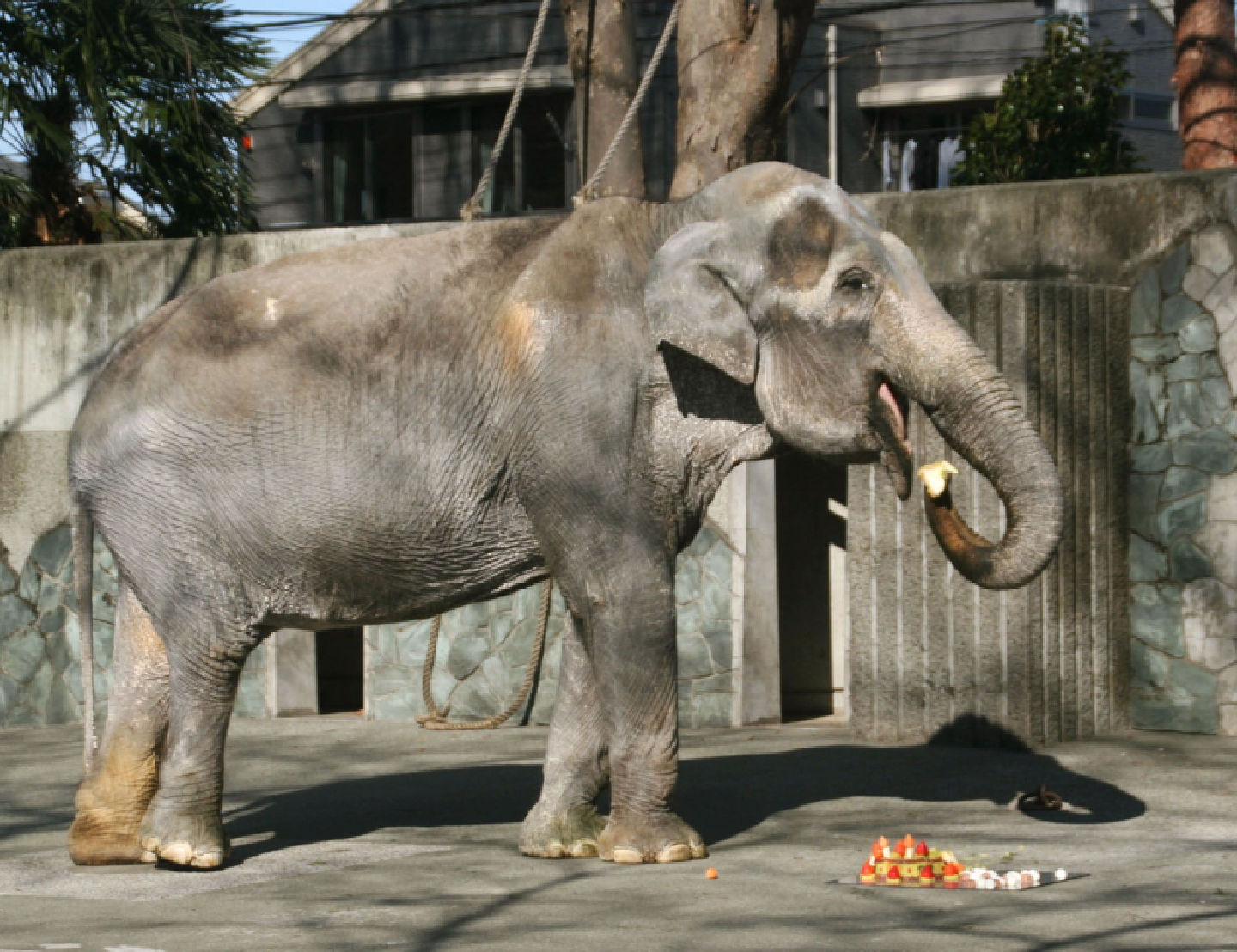 Hanako, Japan’s oldest elephant, dies at 69
