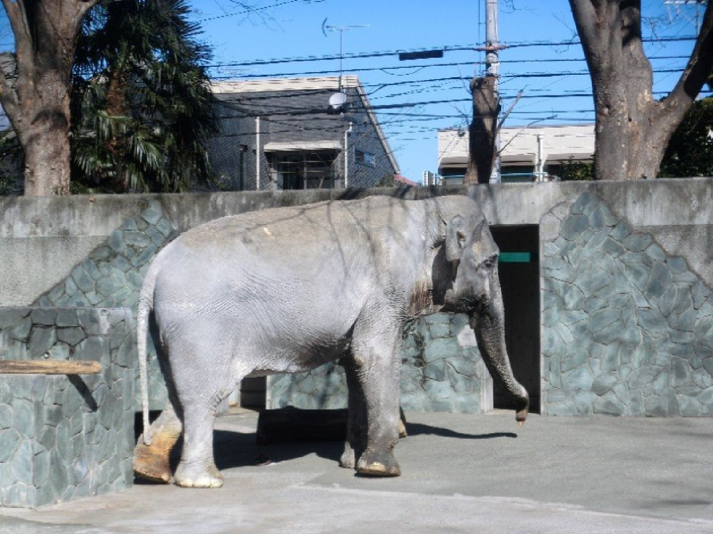Well-loved Thai elephant in Japan passes away at 69