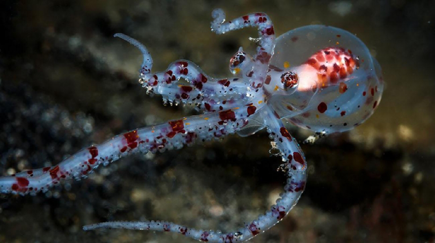 Humans are just starting to understand the octopus Humans are just starting to understand the octopus