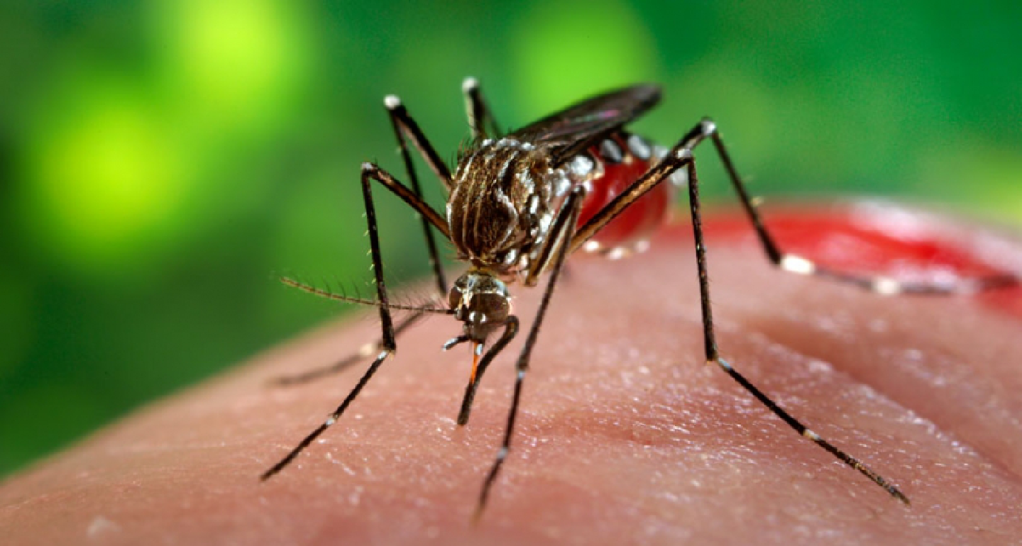 Two new Zika cases Two new Zika cases