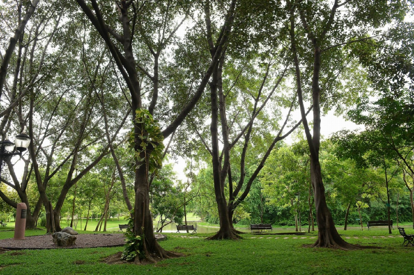 A forest for the city