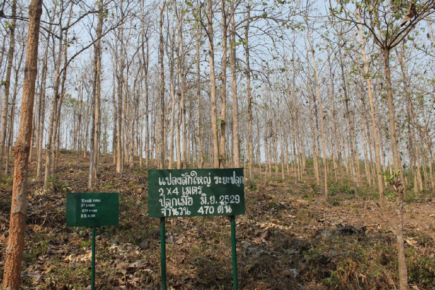 Teak trees to be cut for the building of new parliament complex