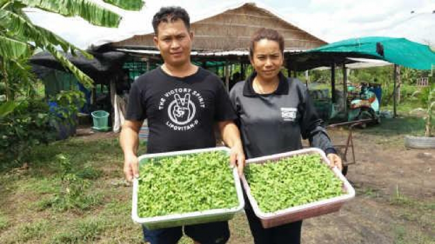 Farm enjoys sustainable yields through His Majesty’s New Theory Farm enjoys sustainable yields through His Majesty’s New Theory