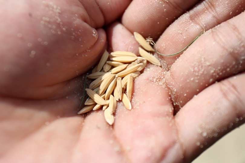 Root Salt Rice Indian, Aus scientists partner to develop salt-tolerant rice
