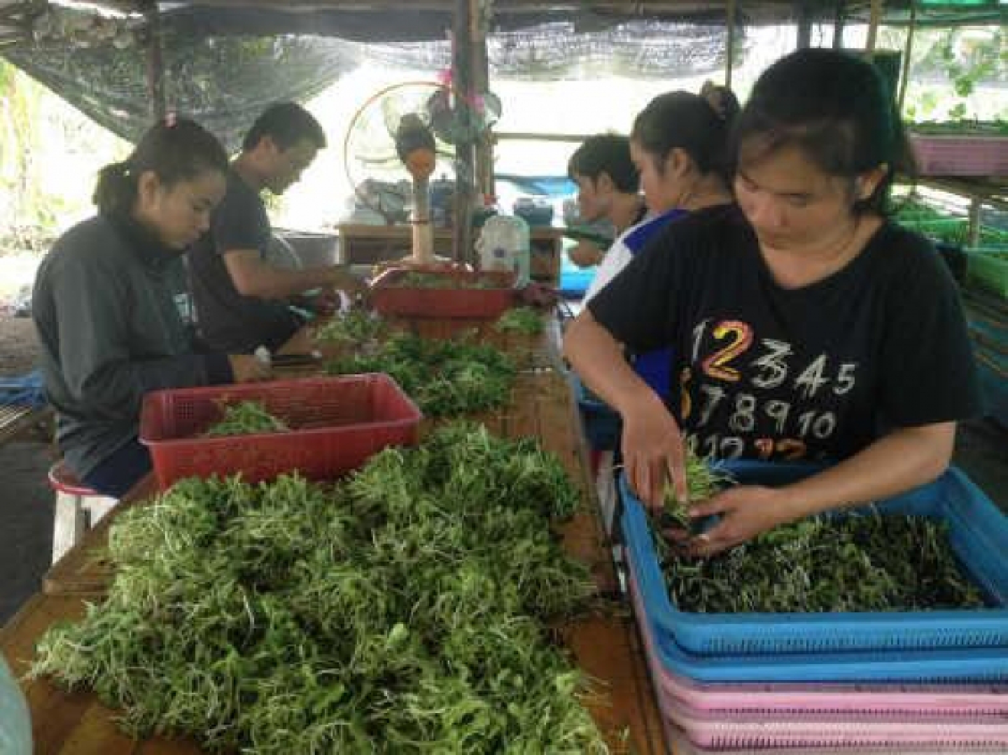 Smoother assimilation for migrants from Laos Smoother assimilation for migrants from Laos
