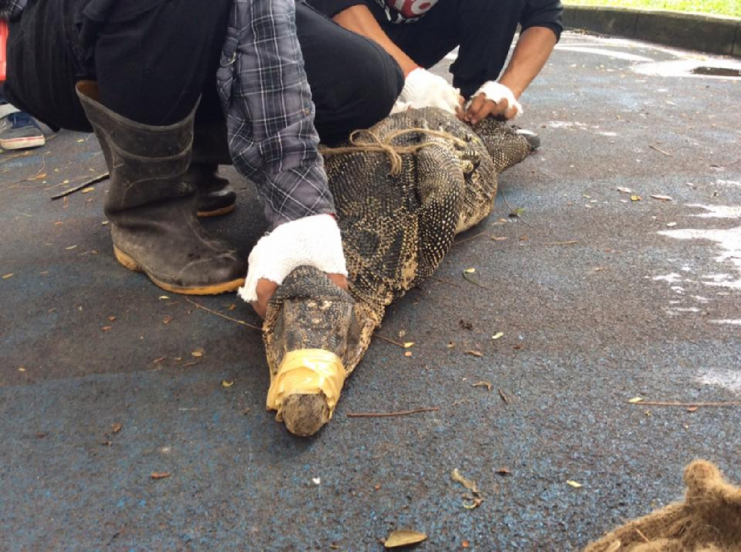 Monitor lizard ‘threat’ reduced