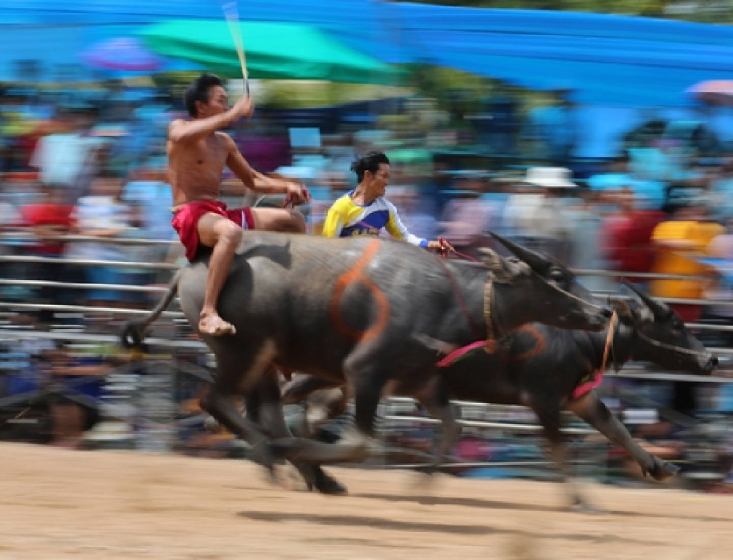 Buffaloes on the run Buffaloes on the run