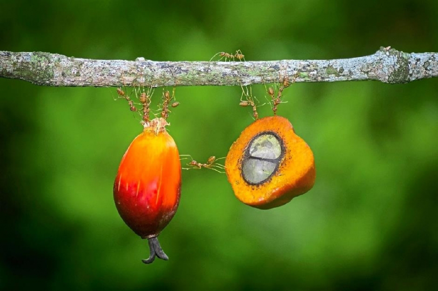 Palm oil industry in the frame for photography
