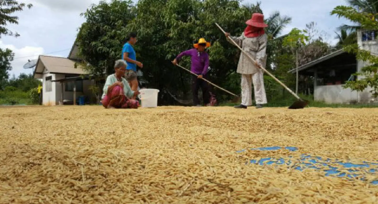 Bt36 bn in soft loans to help rice farmers Bt36 bn in soft loans to help rice farmers