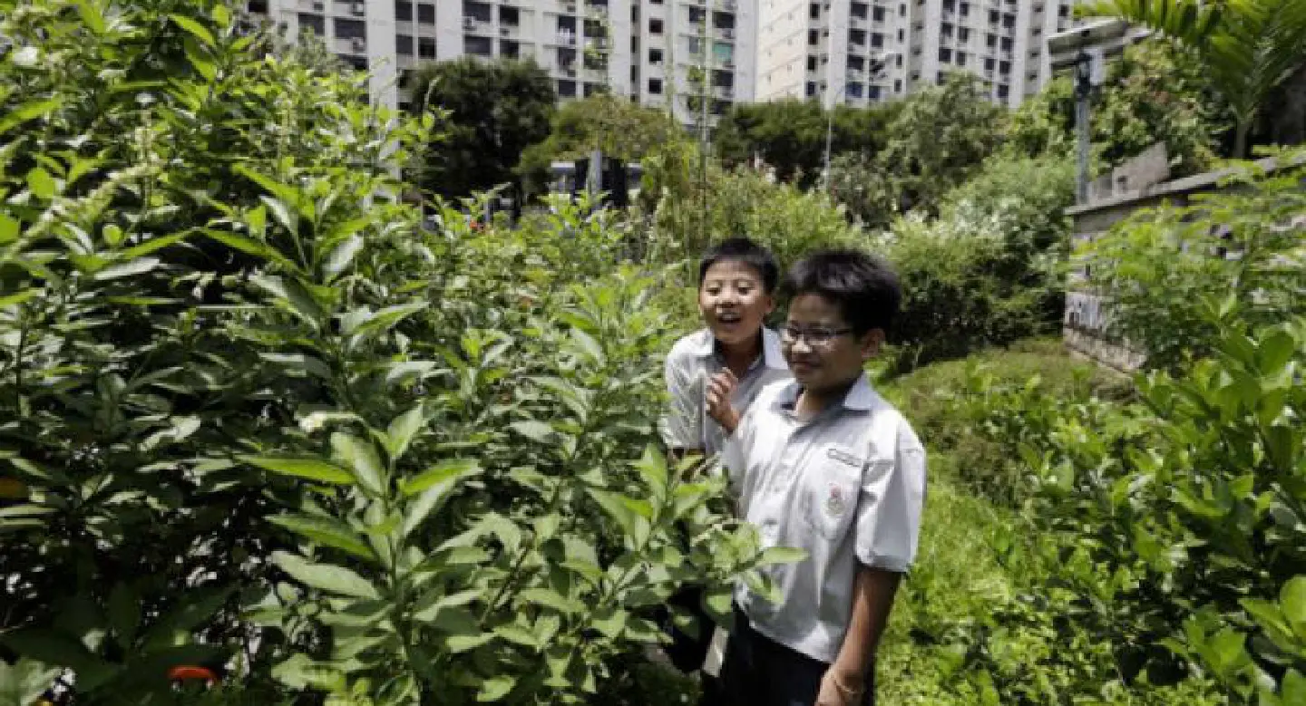 Green schools take nature to Singapore youth Green schools take nature to Singapore youth