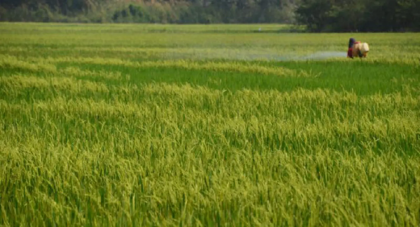 Time to face harsh market realities of rice growing Time to face harsh market realities of rice growing