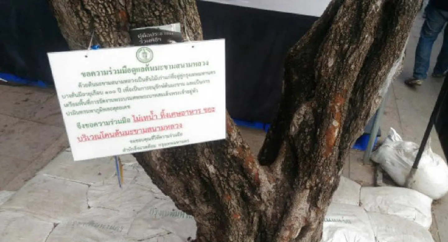 Sanam Luang crowds take their toll on tamarind trees Sanam Luang crowds take their toll on tamarind trees