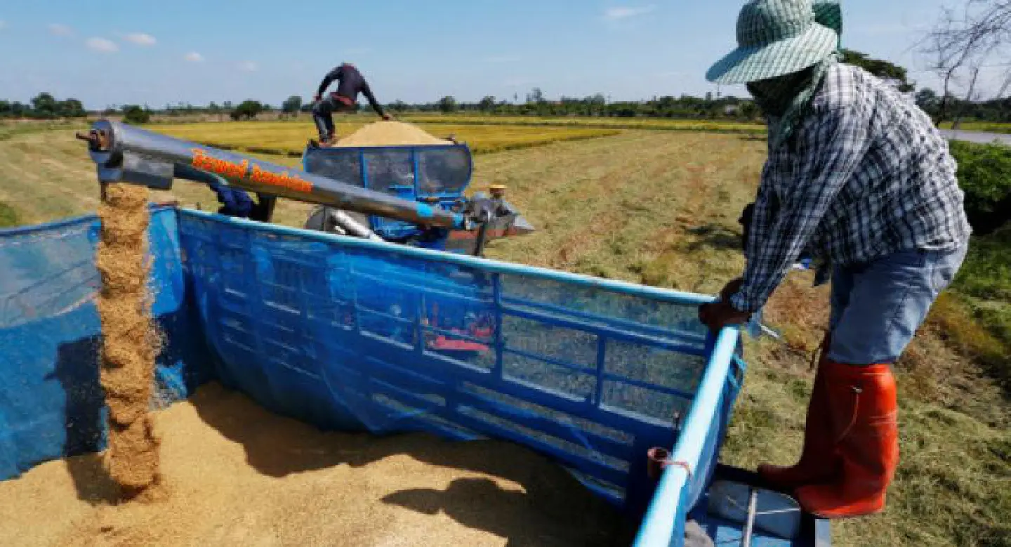 Critics flay govt rice policy Critics flay govt rice policy