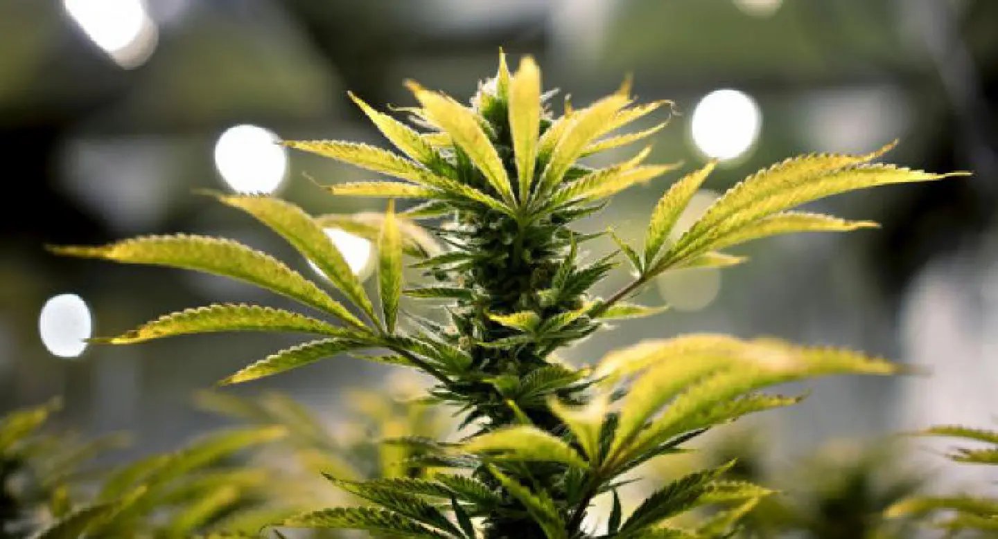 Nine US states to vote on legalizing pot Nine US states to vote on legalizing pot