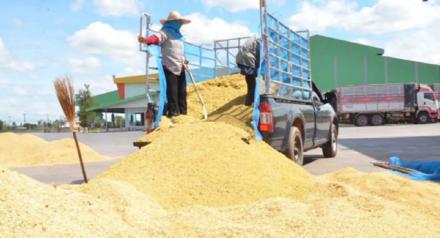 Netizens ready to extend helping hand to suffering rice farmers Netizens ready to extend helping hand to suffering rice farmers