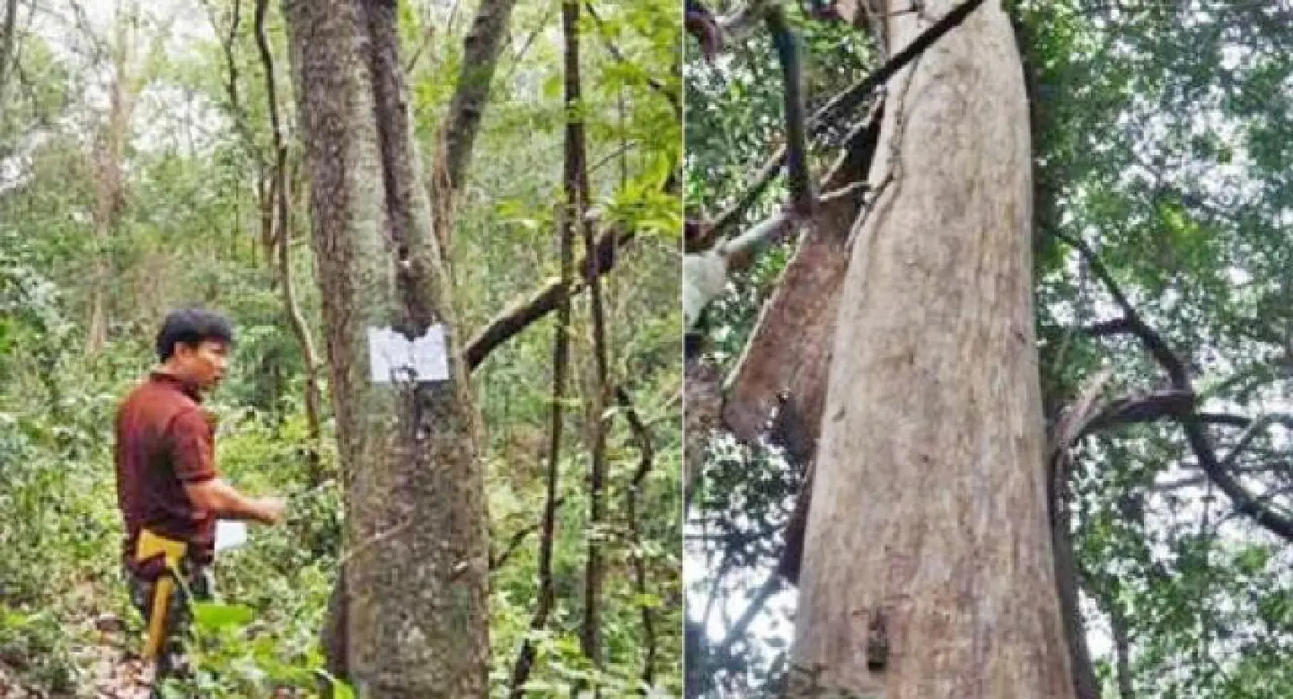 Agarwood chosen for royal funeral Agarwood chosen for royal funeral