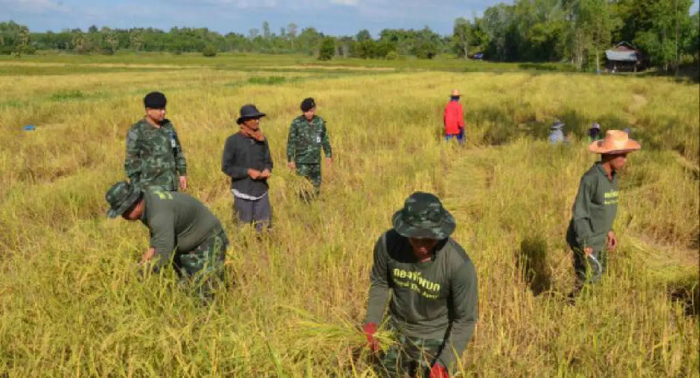 Academics suggest cut in rice production Academics suggest cut in rice production