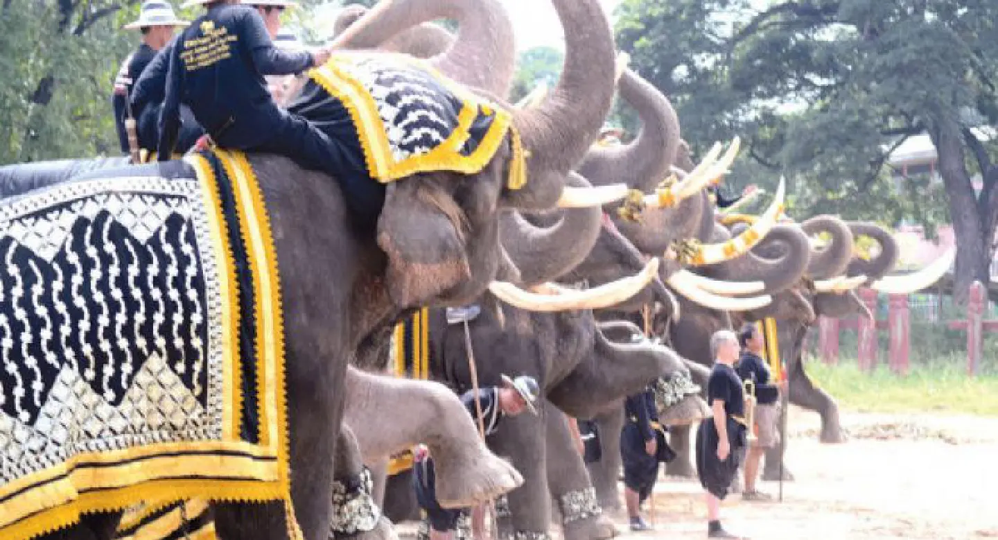 Elephants in Ayutthaya rehearse for Grand Palace tribute parade Elephants in Ayutthaya rehearse for Grand Palace tribute parade