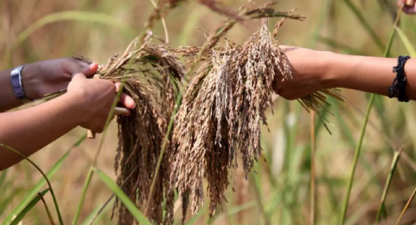 Thai farmers falling victim to outdated values Thai farmers falling victim to outdated values