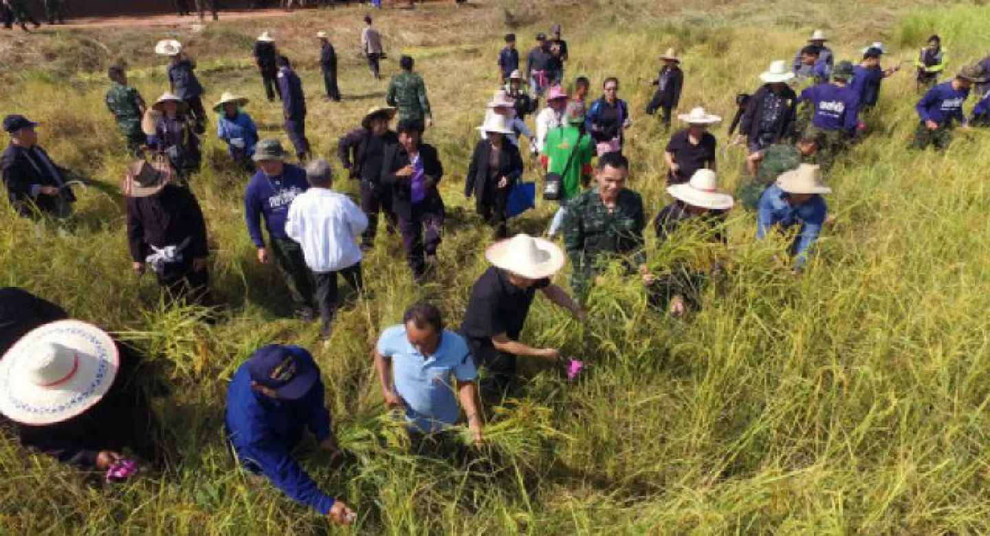 Army and villagers help Surin farmer harvest rice for mourners Army and villagers help Surin farmer harvest rice for mourners