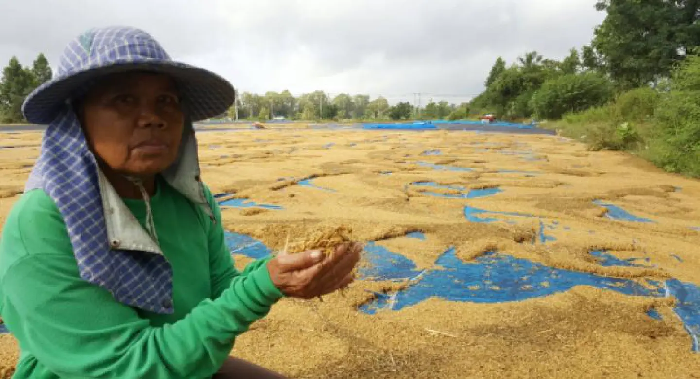 Ministry prepares raft of measures to boost rice prices including opening direct markets Ministry prepares raft of measures to boost rice prices including opening direct markets